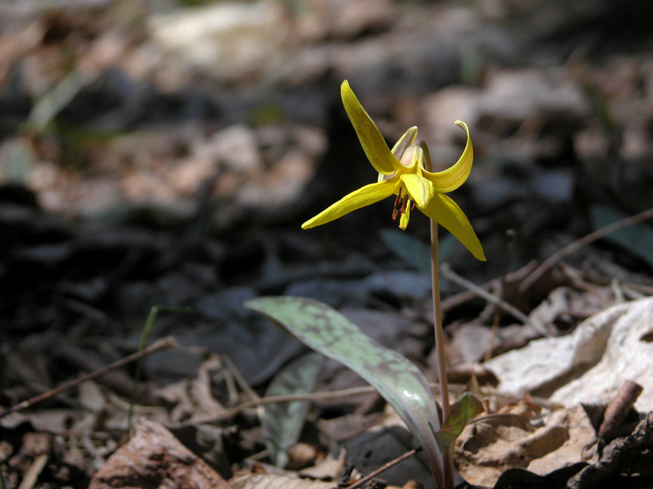 Yellow Trout Lily