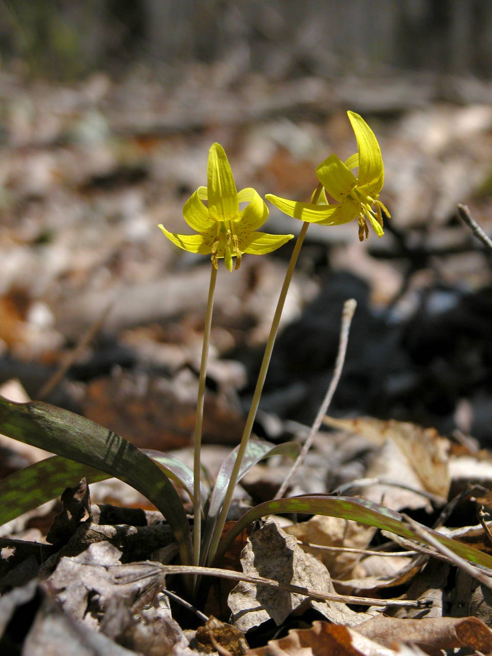 Yellow Trout Lily