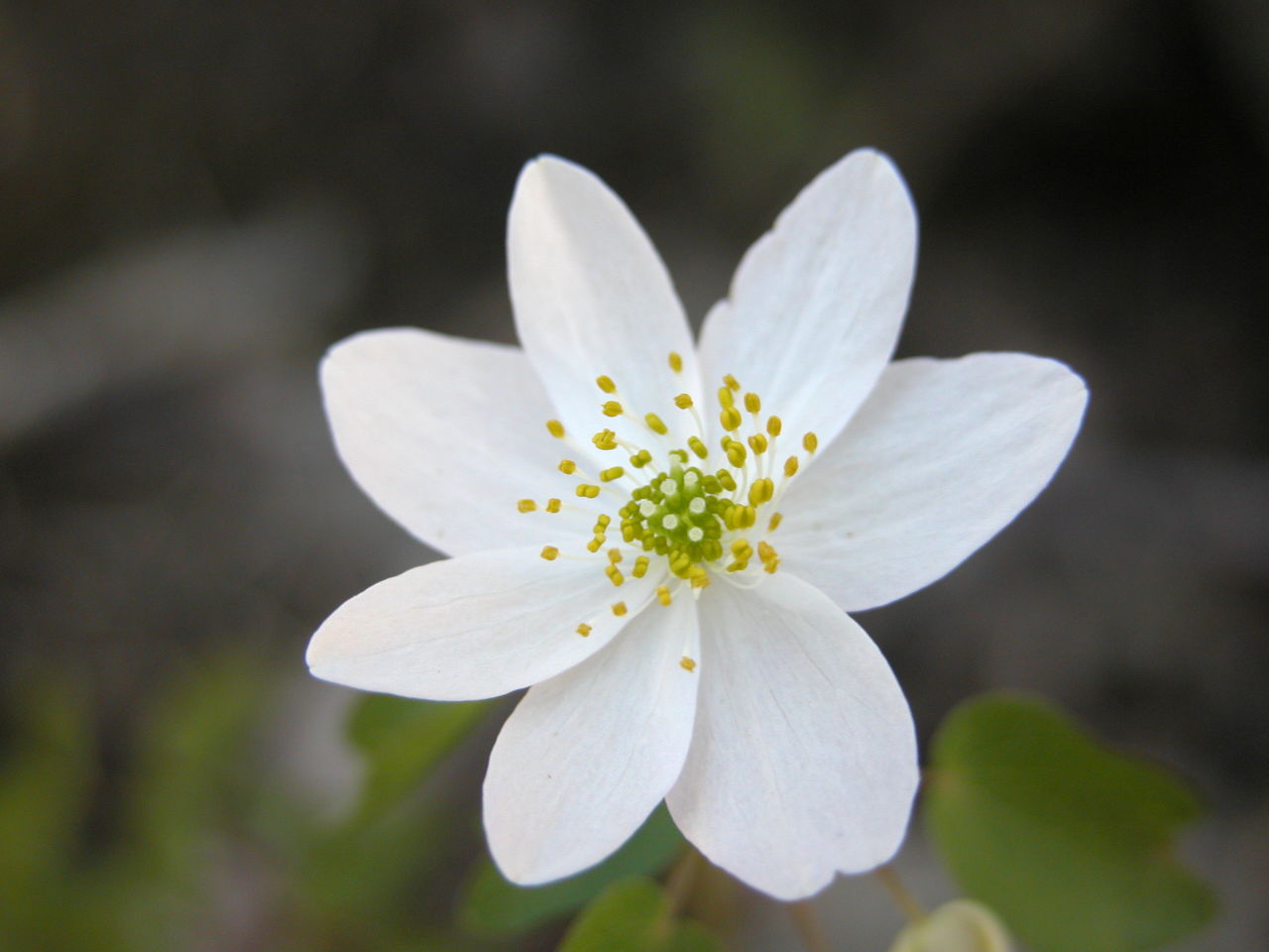 Rue Anemone