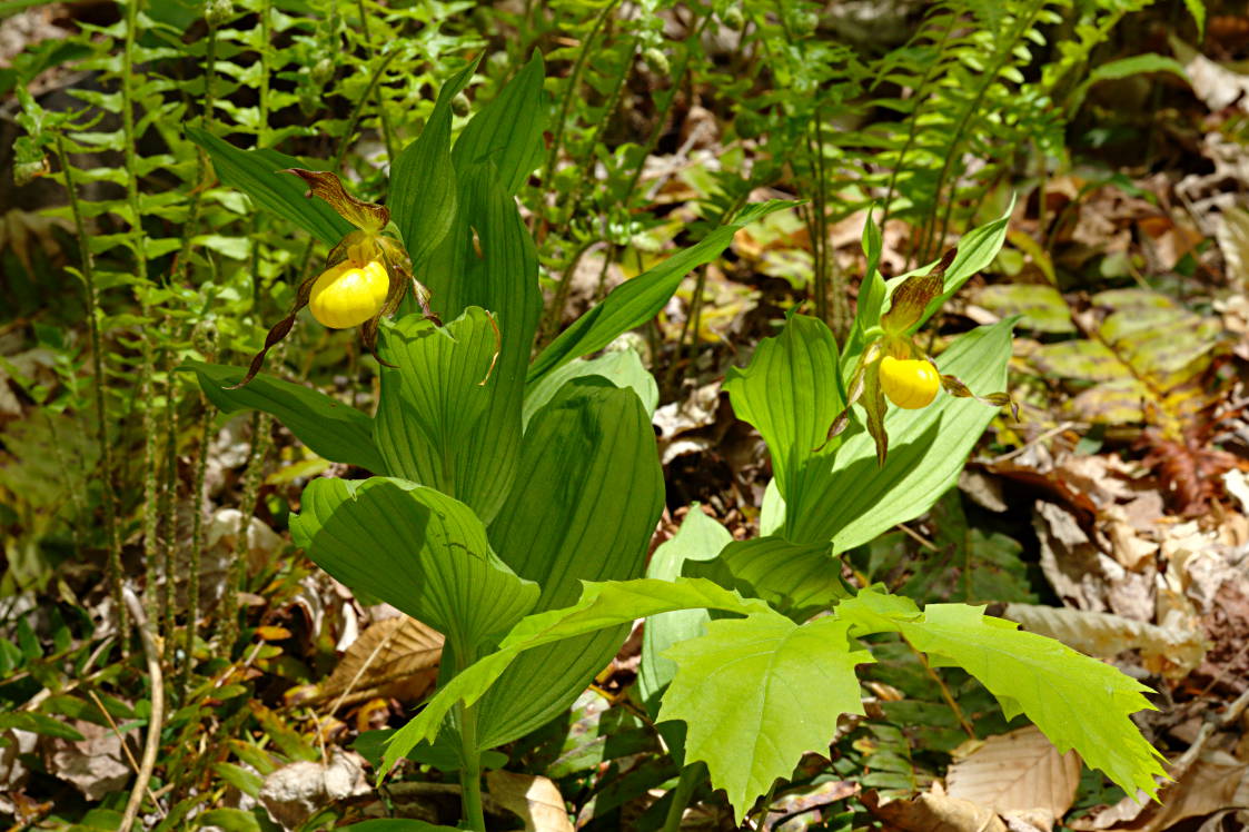 Large Yellow Lady's Slipper