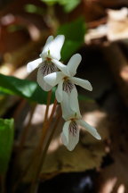 Sweet White Violet