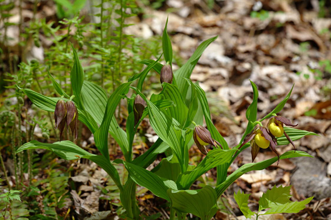 Large Yellow Lady's Slipper