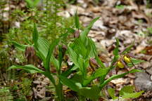 Large Yellow Lady's Slipper