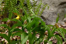 Large Yellow Lady's Slipper