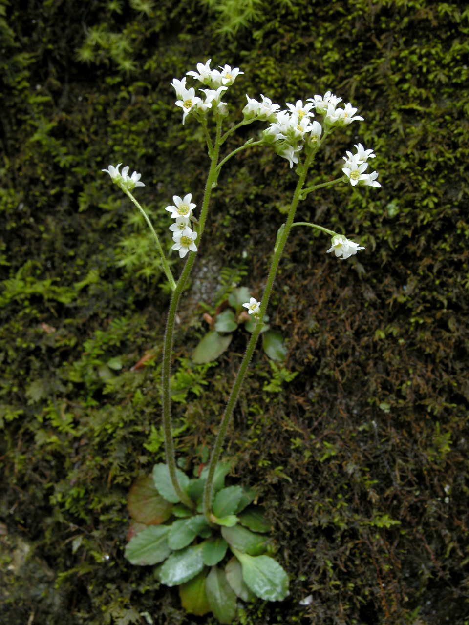 Early Saxifrage