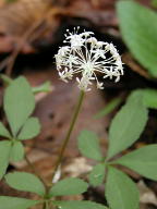 Dwarf Ginseng