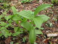 False Hellebore