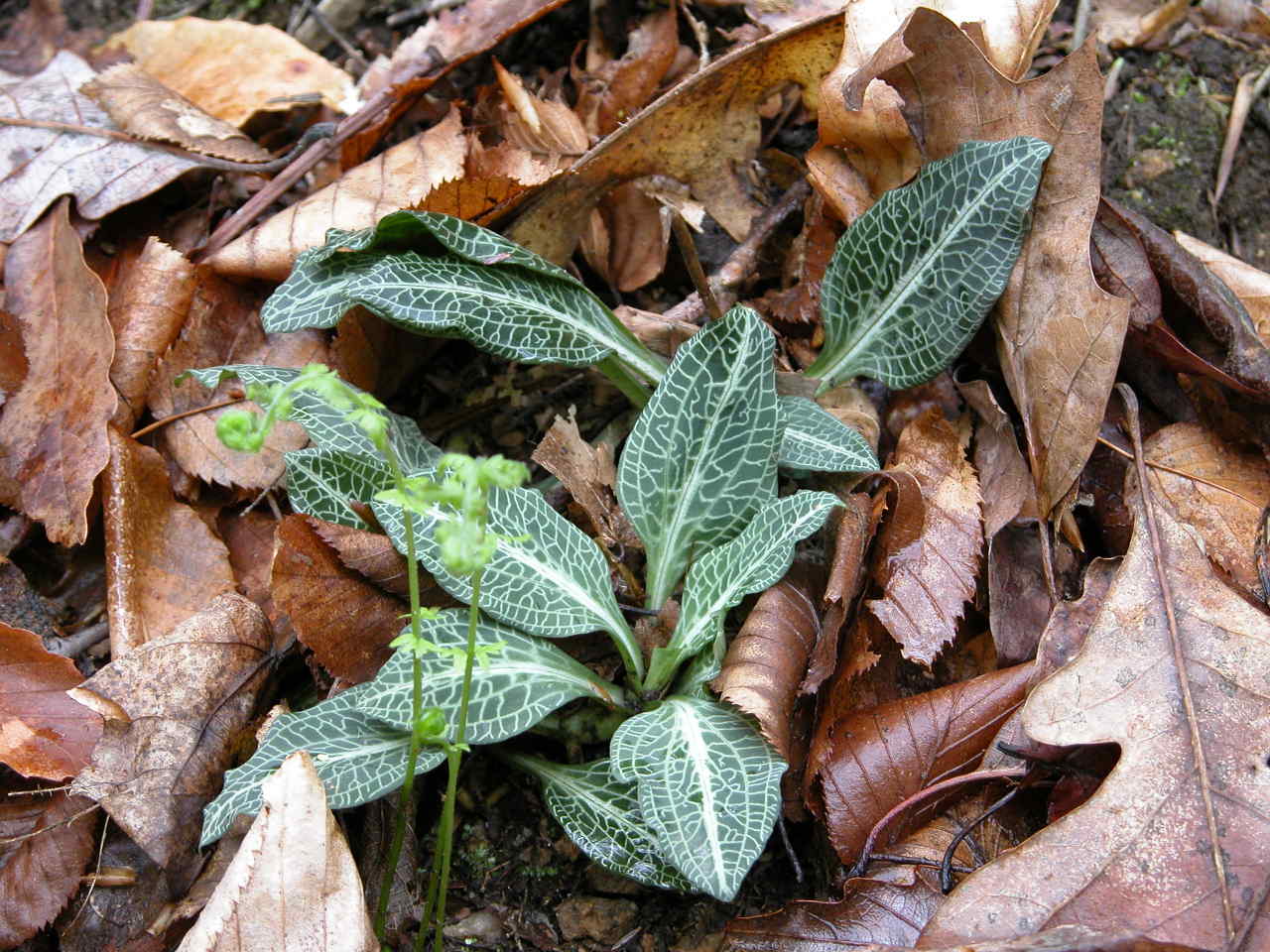 Downy Rattlesnake Plantain