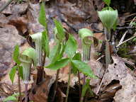 Jack-in-the-Pulpit