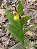 Southern Small Yellow Lady's Slipper