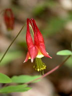 Wild Columbine