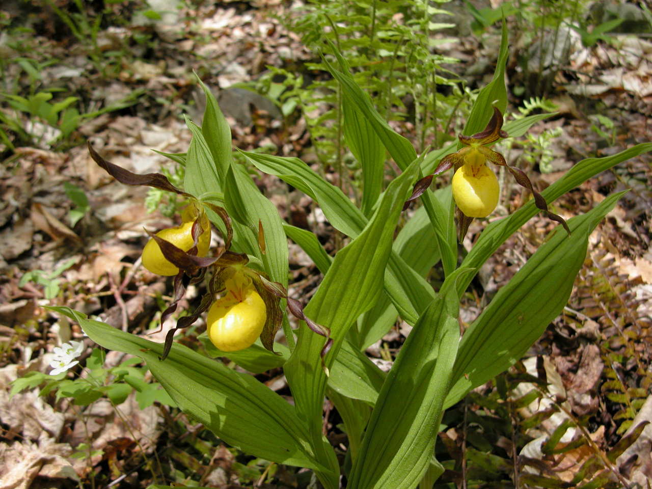 Southern Small Yellow Lady's Slipper