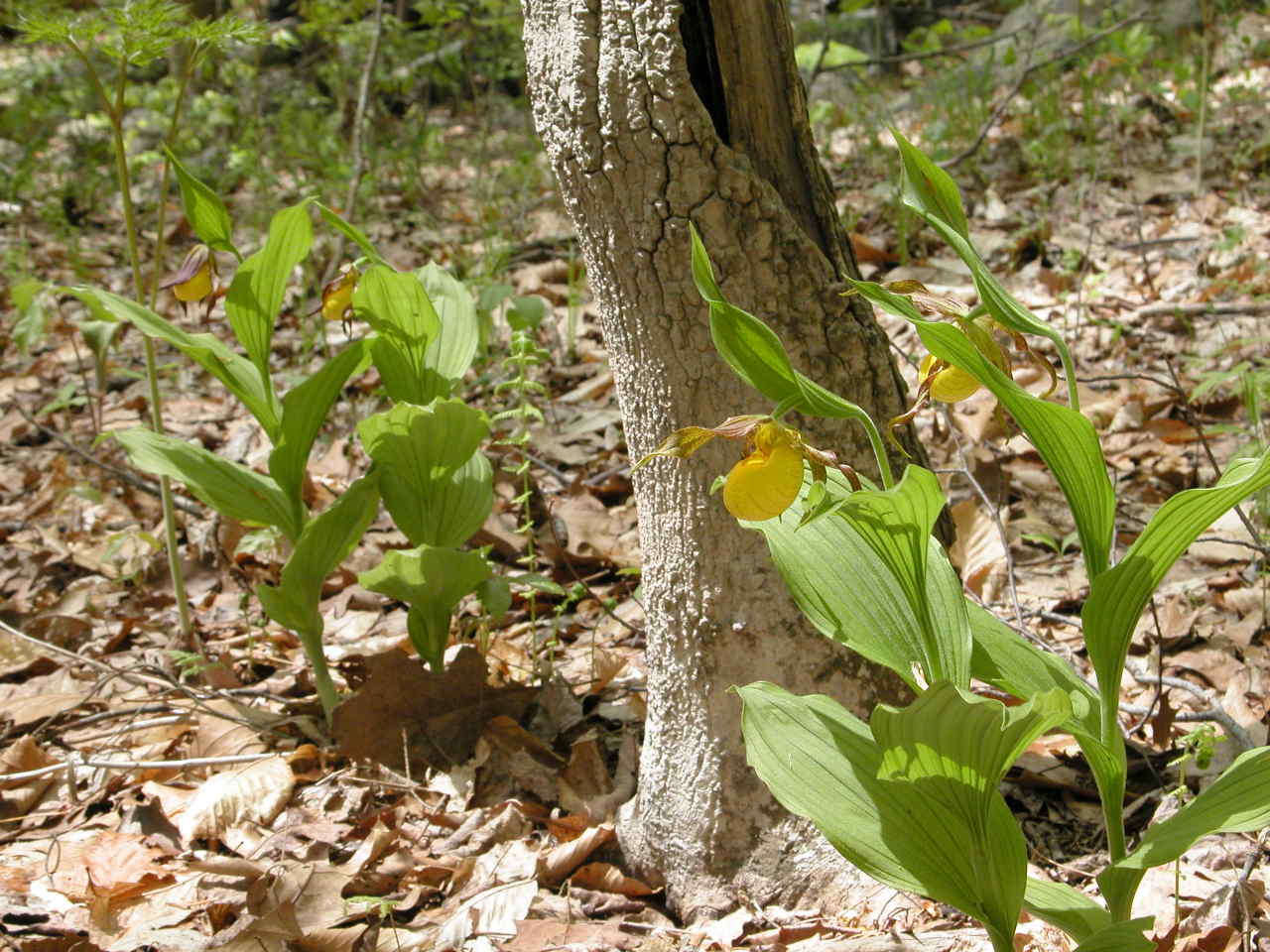 Southern Small Yellow Lady's Slipper