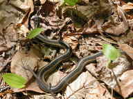 Eastern Ribbon Snake