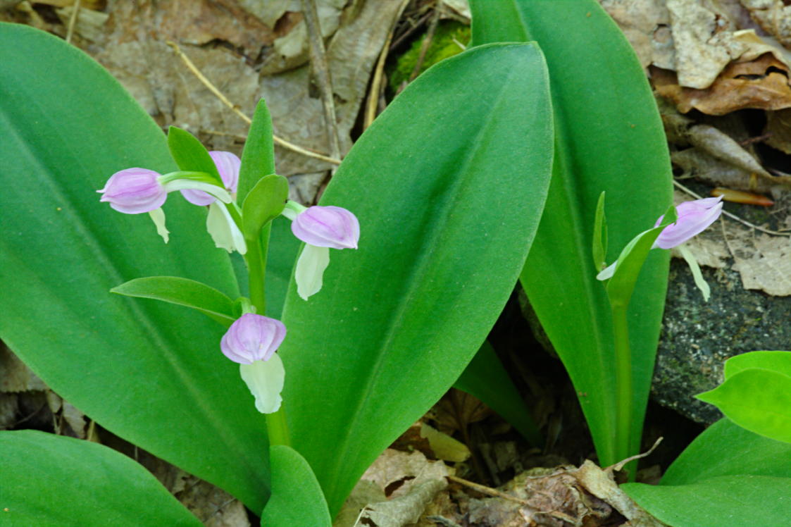 Showy Orchis