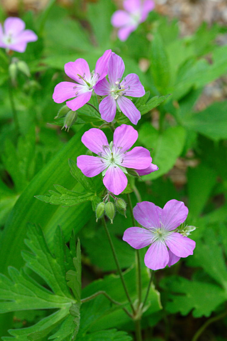 Wild Geranium