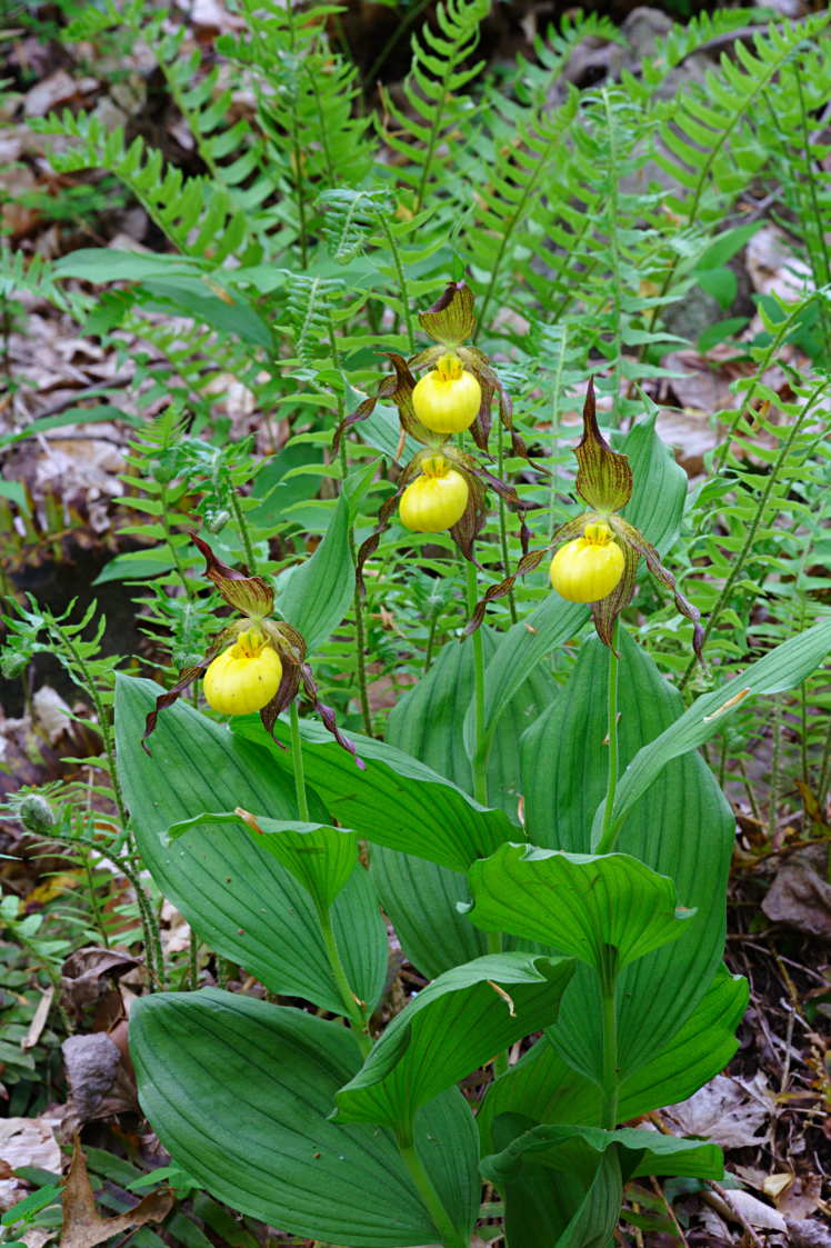 Large Yellow Lady's Slipper