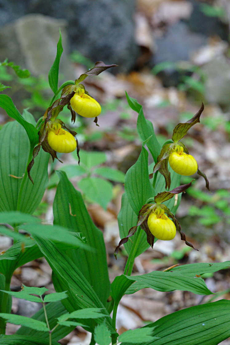 Large Yellow Lady's Slipper