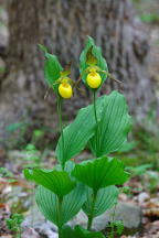 Large Yellow Lady's Slipper