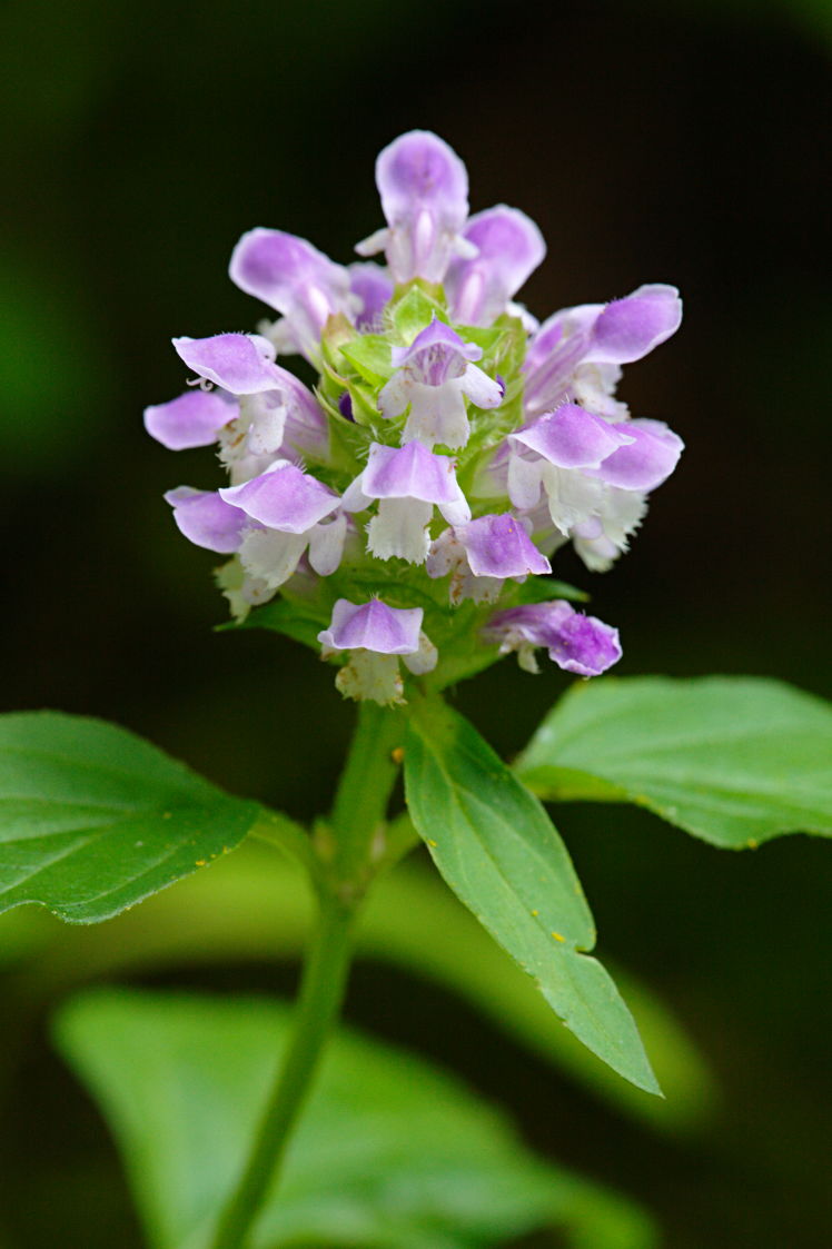 Selfheal