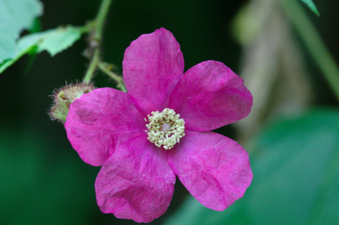 Flowering Raspberry