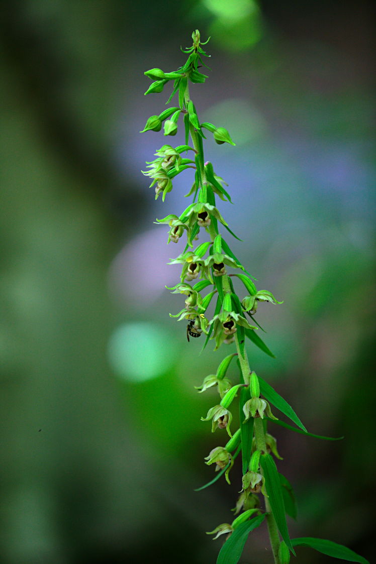 Broad-Leaved Helleborine