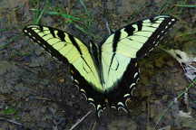 Eastern Tiger Swallowtail Butterfly