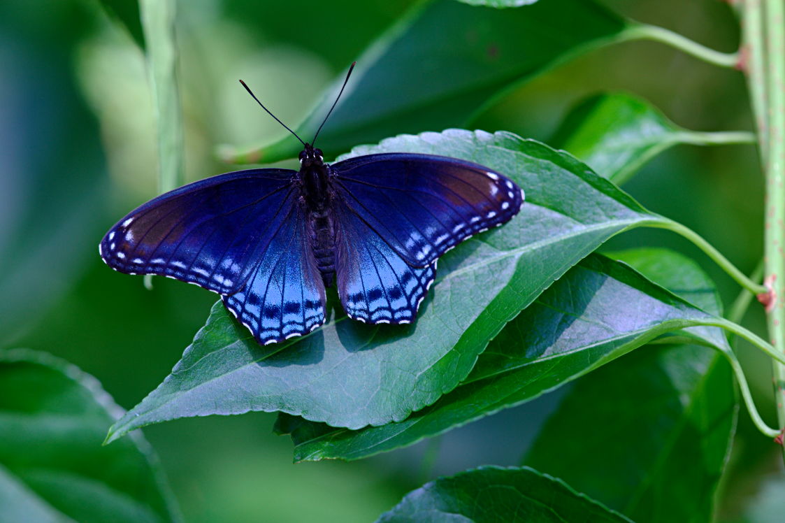 Red-Spotted Purple Butterfly