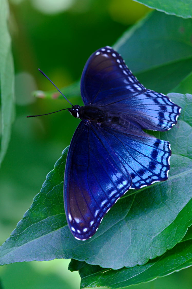 Red-Spotted Purple Butterfly