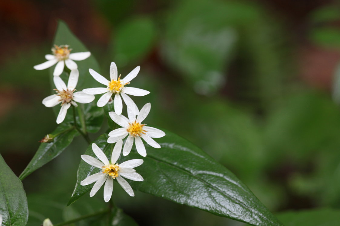 Common White Heart-Leaved Aster