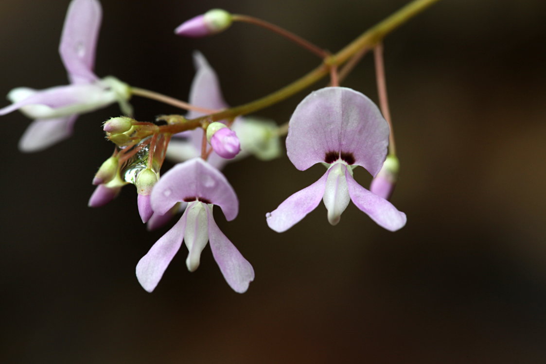 Cluster-Leaved Tick Trefoil