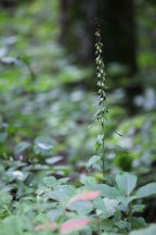 Broad-Leaved Helleborine