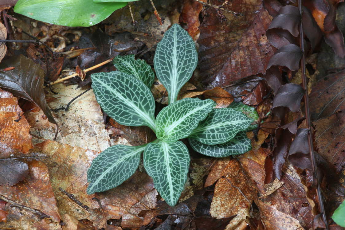 Downy Rattlesnake Plantain