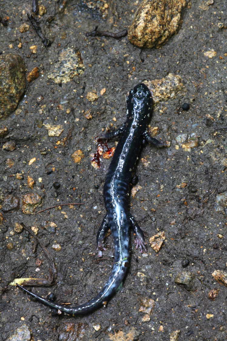 Northern Slimy Salamander