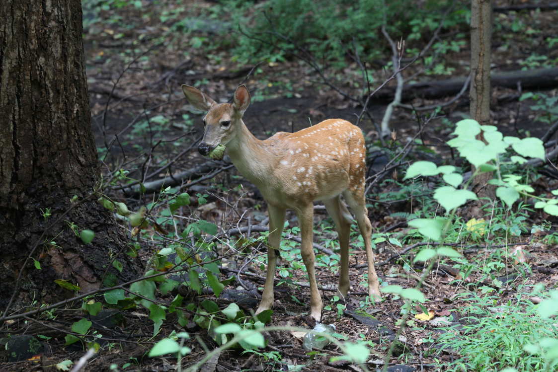 Fawn