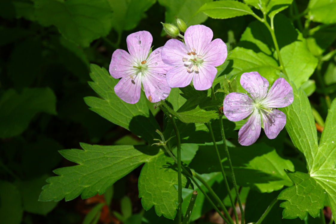 Wild Geranium