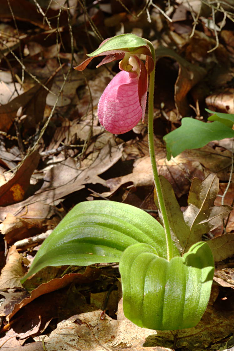 Pink Lady's Slipper