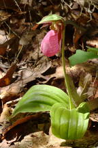 Pink Lady's Slipper