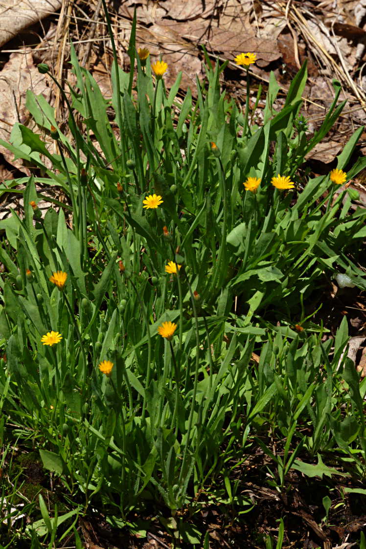 Virginia Dwarf Dandelion