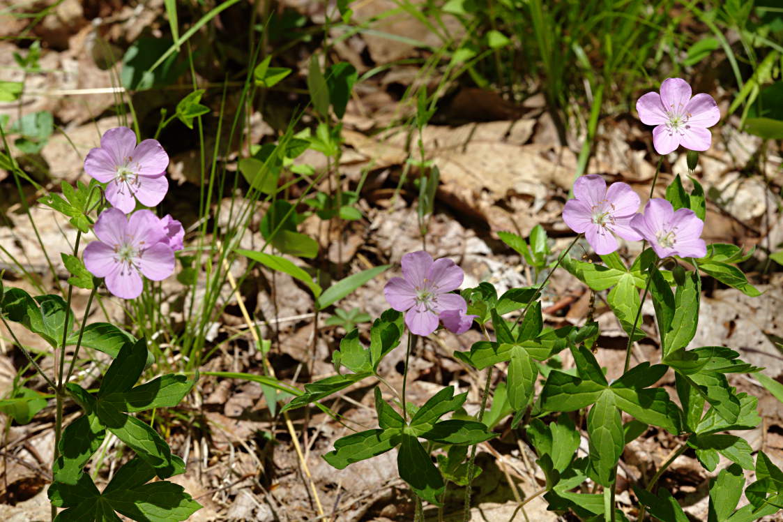 Wild Geranium