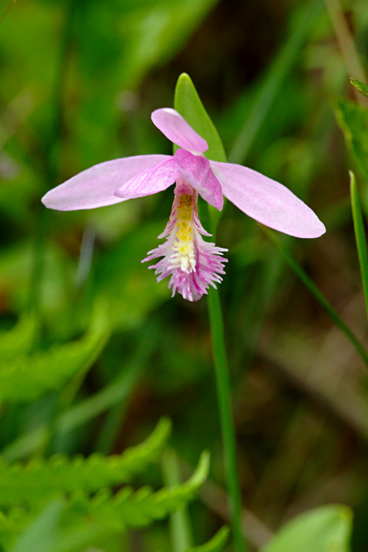 Rose Pogonia