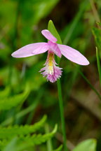 Rose Pogonia