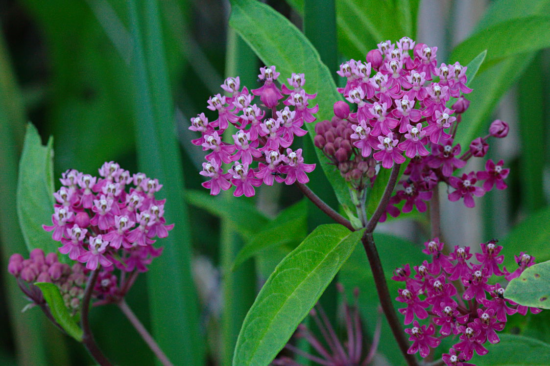 Swamp Milkweed