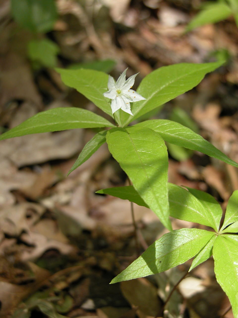 Starflower