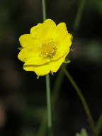 Common Cinquefoil