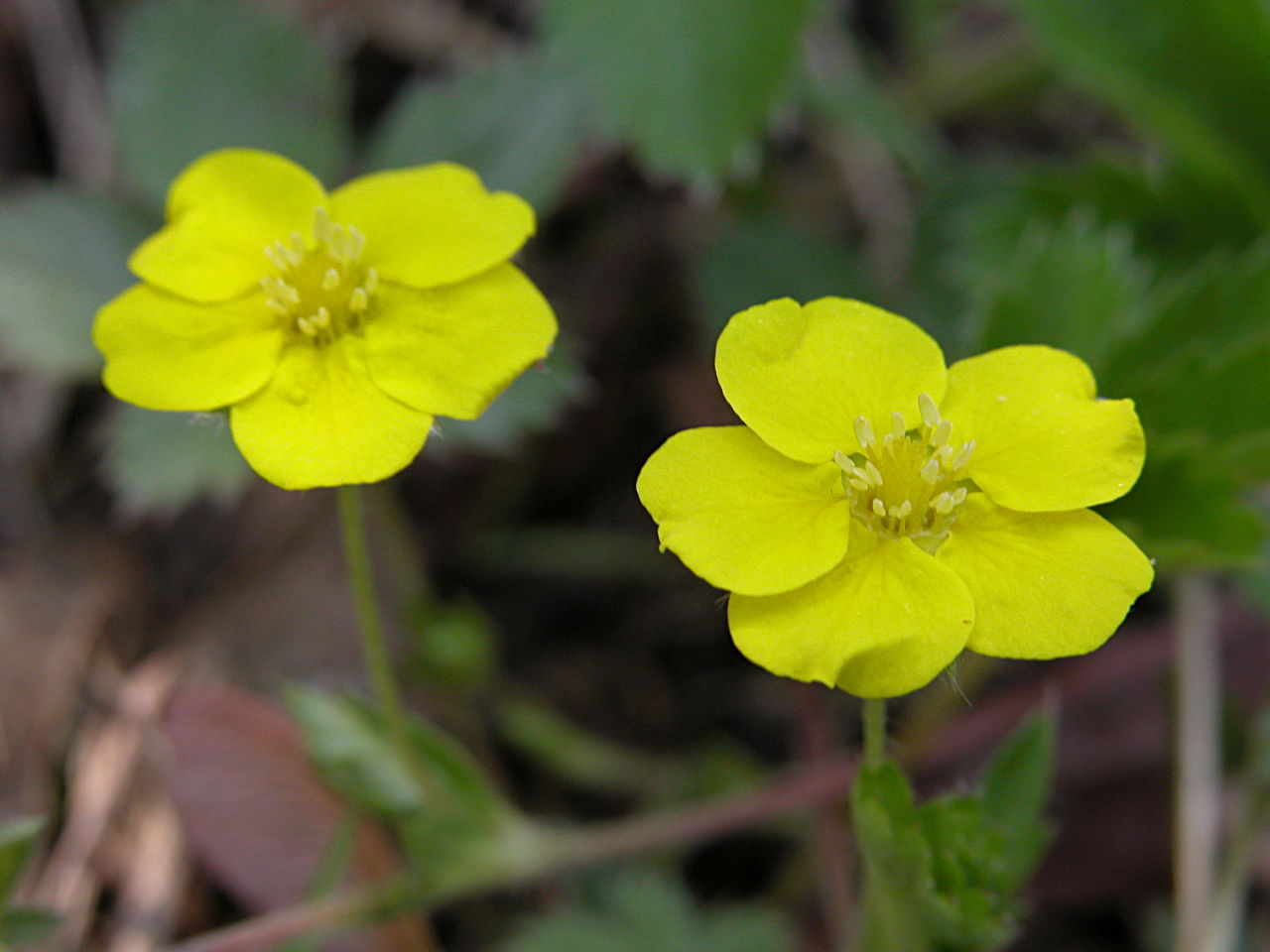 Dwarf Cinquefoil