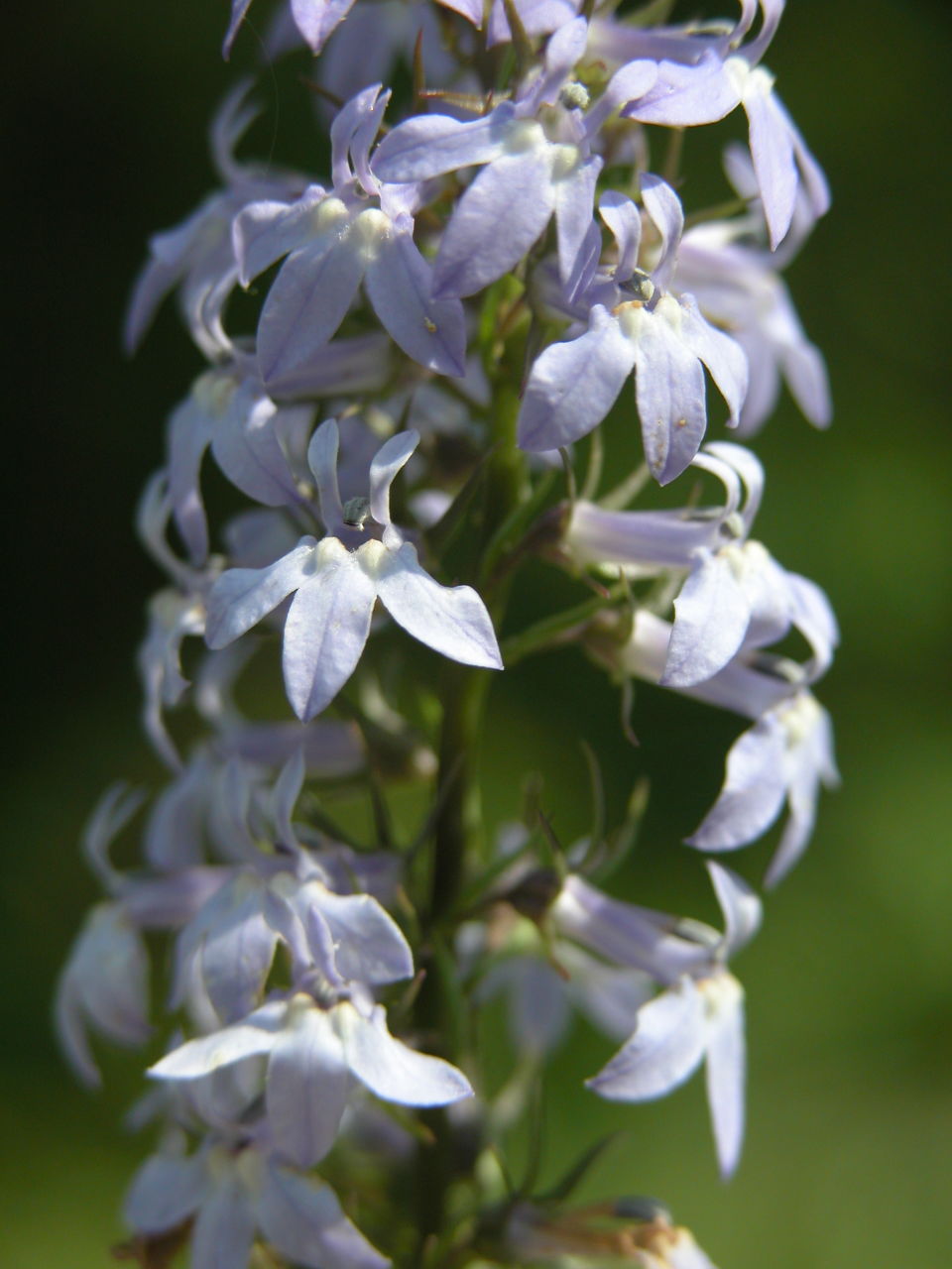 Spiked Lobelia