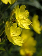 Midwestern Sundrops