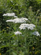 Common Yarrow