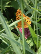 Great Spangled Fritillary on Purple Milkweed